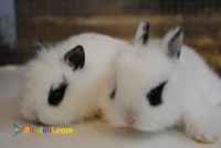 خرگوش های زیبا عروسکی واکسینه