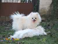 فروش انواع نژاد سگ خانگی و گارد