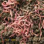 فروش وتولید ورمی کمپوست وکرم خاکی ایزینیا فتیدا