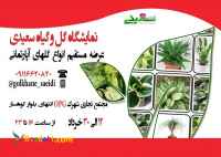 عرضه مستقیم گل های آپارتمانی از شهسوار