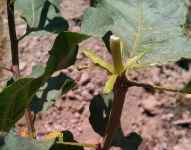 پیوند نهال پسته