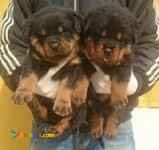 فروش فوق العاده روتوایلر ( سگ پلیس )